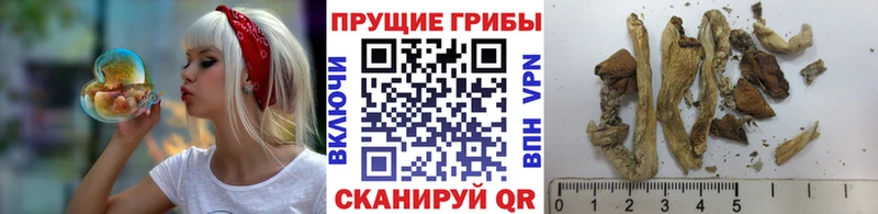 Псилоцибиновые грибы ЛСД  цены   Дедовск 